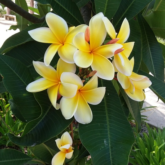 Meet your Posher, Hannah - Picture 1 of 1